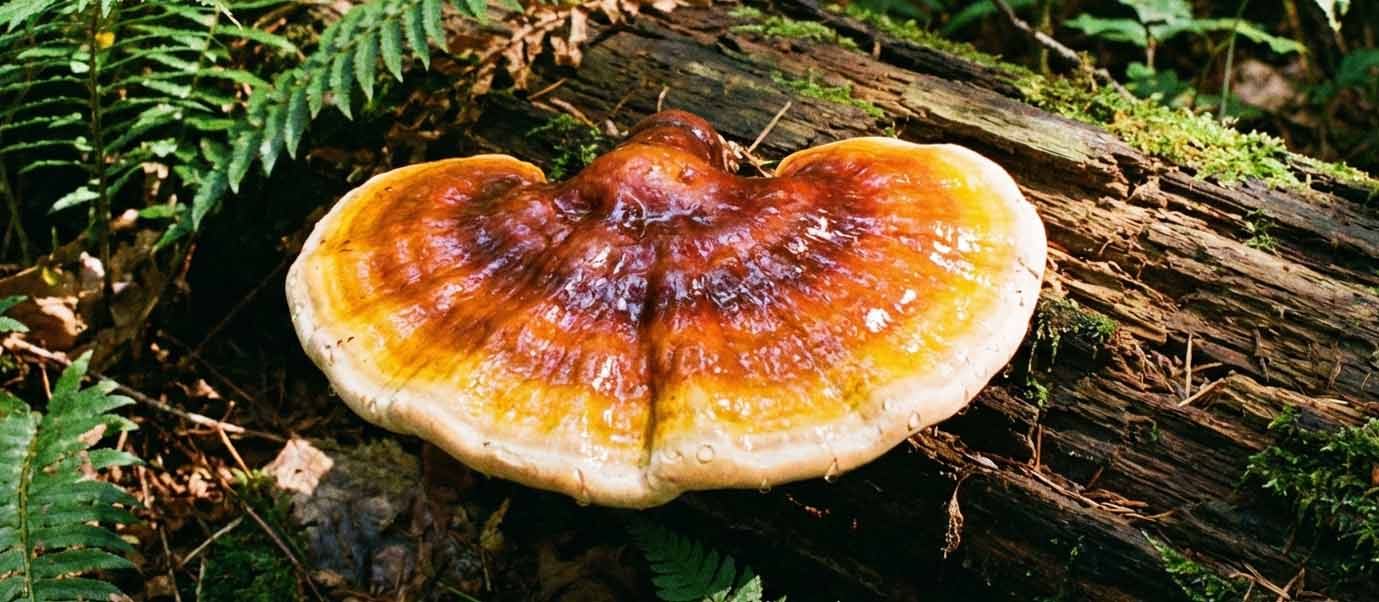 reishi mushrooms
