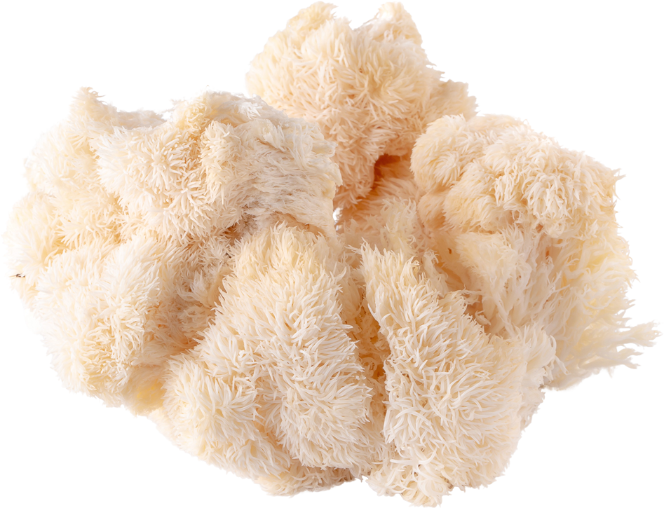 Unlock Your Brain's Potential: The Science Behind Mushroom Coffee and Cognitive Enhancement