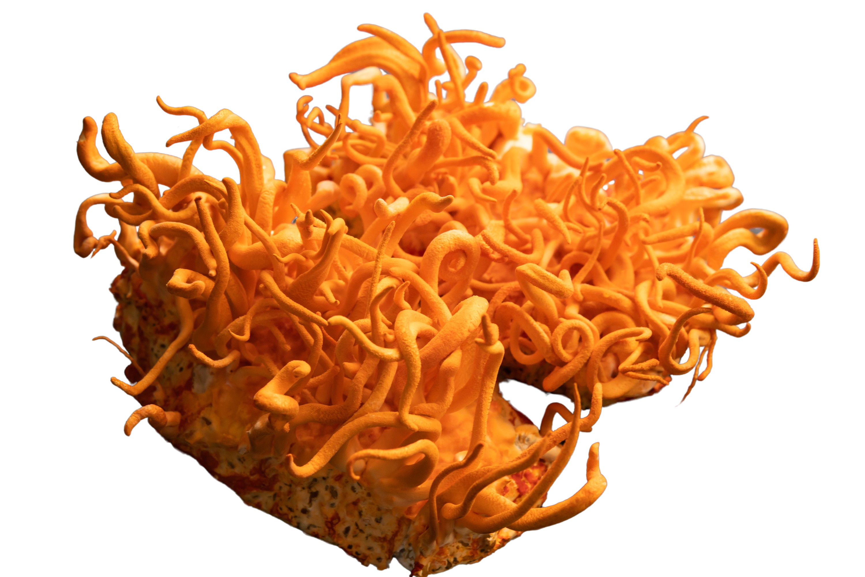 cordyceps mushroom