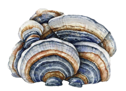 turkey tail mushrooms