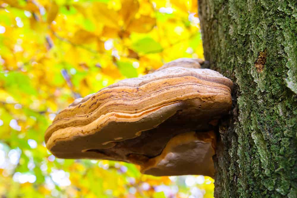 benefits of chaga mushroom