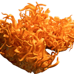 cordyceps