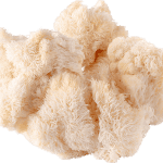 lions mane mushrooms