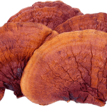 reishi mushrooms