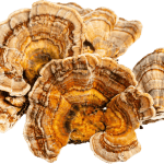 turkey tail musrhrooms